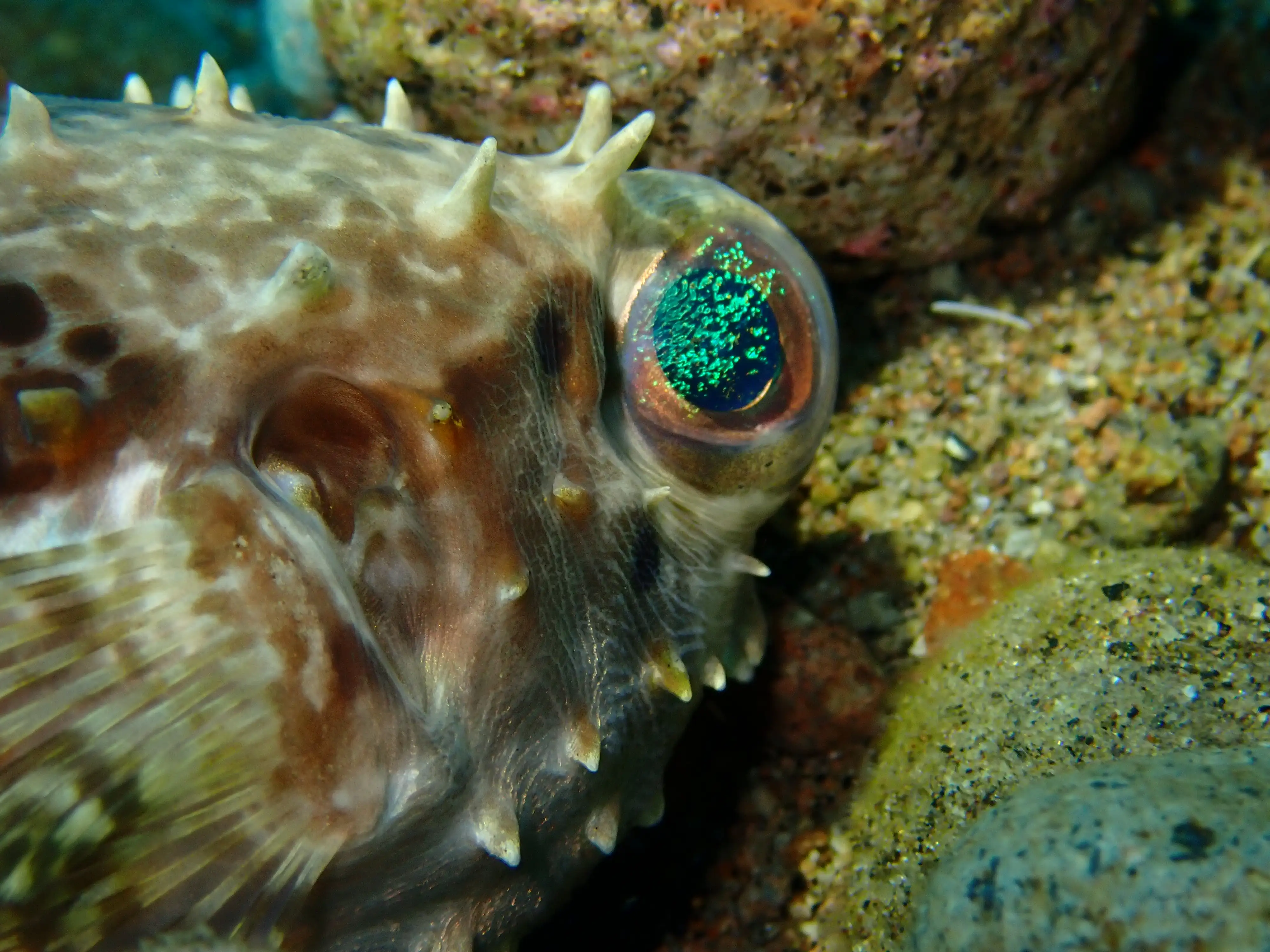 Porcupine fish - District 1 - 12m